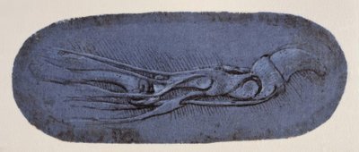 Anatomy Study by Leonardo da Vinci